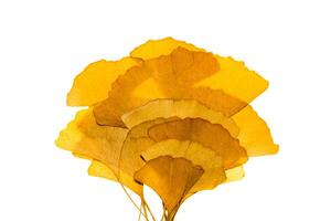 séché ginkgo feuilles photo