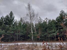 neige est tombée dans une Jeune forêt photo