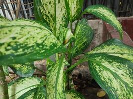 dieffenbachia séguin, tropical les plantes avec magnifique texture vert feuilles. photo