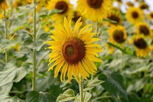 une proche en haut coup de le tournesol, le des graines sont clairement visible et le pollen pollen est clair. photo