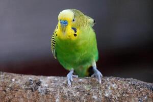 petit perroquet Jaune tête vert corps en colère action supporter sur bois photo