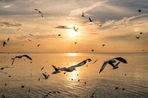 troupeau de mouettes en volant sur mer golfe de Thaïlande à soir photo