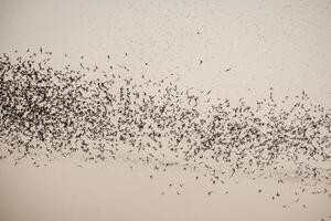 troupeau de chauve souris en volant sur ciel à alimentation photo