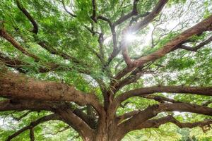 gros pluie arbre branche ombragé photo