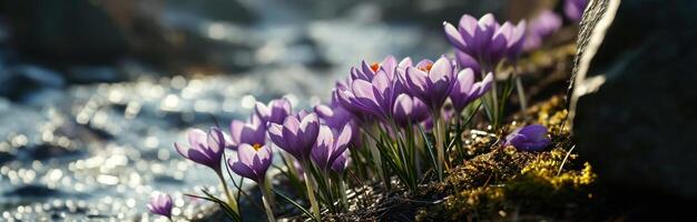 ai généré violet crocus grandir dans champ suivant à une foncé Contexte photo