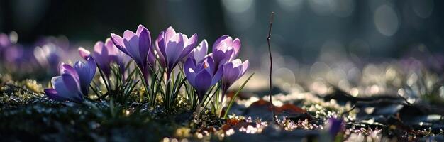 ai généré violet crocus grandir dans champ suivant à une foncé Contexte photo