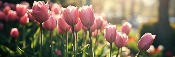 ai généré rose tulipes contre rose Contexte copie espace pour texte photo