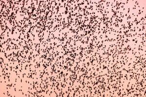 troupeau de chauve souris en volant sur ciel à le coucher du soleil photo