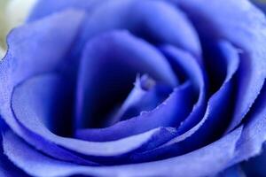 fermer magnifique bleu Rose feuille photo