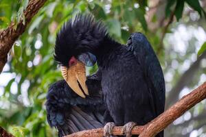 gros oiseau calao bleu cou perché sur arbre dans parc photo