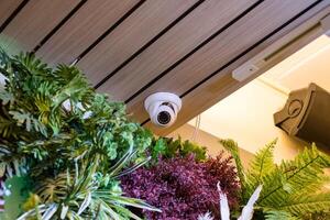 dôme Sécurité vidéosurveillance caché sur coin pièce avec plante décorer photo