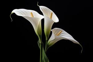 ai généré blanc calla lis sur foncé Contexte condoléances carte pour funéraire photo