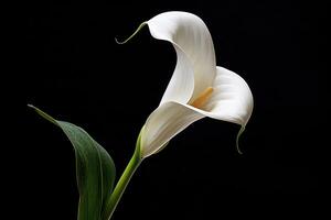 ai généré blanc calla lis sur foncé Contexte condoléances carte pour funéraire photo