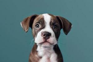 ai généré une petit noir et blanc pinscher chien dans de face de un bleu Contexte photo