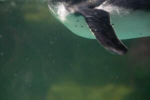 une manchot nager dans le l'eau avec ses tête au dessus le des eaux surface et en dessous de le l'eau surface photo