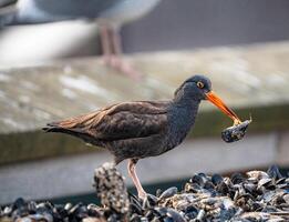 une oiseau avec un Orange le bec photo