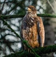 majestueux Aigle perché dans Naturel habitat photo