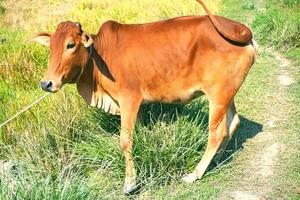 portrait de en bonne santé magnifique rouge marron vache sur vert champ Contexte image. photo