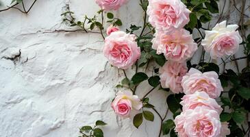 ai généré rose des roses contre blanc mur photo