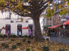 une arbre avec feuilles sur il photo