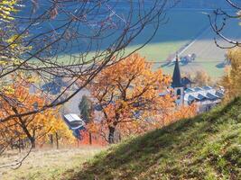 une arbre avec feuilles photo