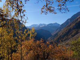 le des arbres sont Jaune photo