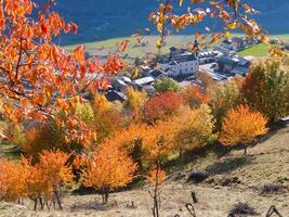 une arbre avec Orange feuilles photo