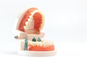 miniature gens , dentiste réparer Humain les dents avec les gencives et émail photo