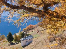 une arbre avec Jaune feuilles photo