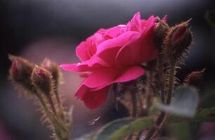 une rose Rose est épanouissement dans le milieu de le nuit photo