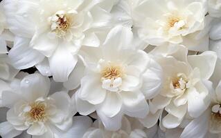 pur pétale harmonie blanc fleurs dans fermer sur une blanc Contexte photo