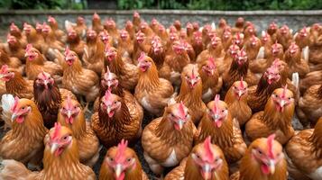 ai généré une lot de poulets attendre à être nourris en haut, elles ou ils sont à la recherche à le téléspectateur, neural réseau généré photoréaliste image photo