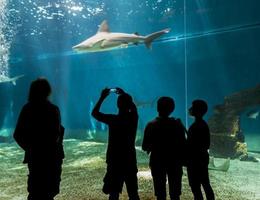 Gênes, Italie, 2 juin 2015 - personnes non identifiées à l'aquarium de Gênes. l'aquarium de génois est le plus grand aquarium d'italie et parmi les plus grands d'europe. photo