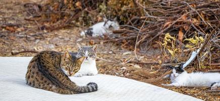 les chats errants se détendent sur un matelas à ordures à rhodes en grèce. photo