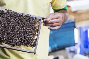 delta du mékong, 21 février 2017 - apiculteur non identifié au delta du mékong au vietnam. dans le delta du Mékong, il y a environ 120.000 troupeaux d'abeilles, générant une production annuelle de 240 tonnes de miel. photo