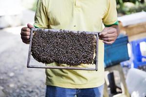 delta du mékong, 21 février 2017 - apiculteur non identifié au delta du mékong au vietnam. dans le delta du Mékong, il y a environ 120.000 troupeaux d'abeilles, générant une production annuelle de 240 tonnes de miel. photo