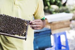 delta du mékong, 21 février 2017 - apiculteur non identifié au delta du mékong au vietnam. dans le delta du Mékong, il y a environ 120.000 troupeaux d'abeilles, générant une production annuelle de 240 tonnes de miel. photo