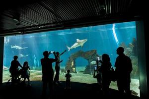 Gênes, Italie, 2 juin 2015 - personnes non identifiées à l'aquarium de Gênes. l'aquarium de génois est le plus grand aquarium d'italie et parmi les plus grands d'europe. photo