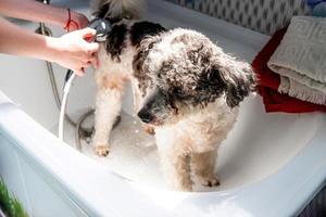 Chien de race mixte bichon frisé lavé par le toiletteur dans un salon pour animaux de compagnie photo