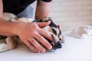 Les mains de l'homme se brosser les dents d'un chien de berger de race mixte photo