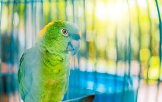 portrait de magnifique à ailes vertes perroquet avec Jaune nuque. proche en haut de une magnifique vert perroquet photo