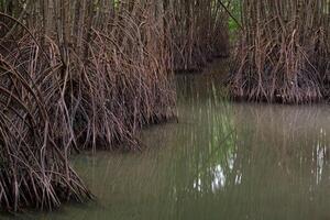 beaucoup les racines de mangrove des arbres photo