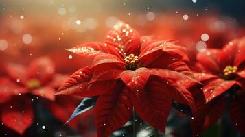 ai généré une proche en haut de magnifique poinsettia fleurs photo