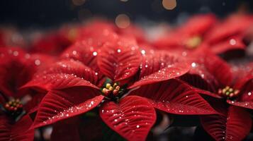 ai généré une proche en haut de magnifique poinsettia fleurs photo