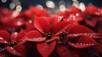 ai généré une proche en haut de magnifique poinsettia fleurs photo