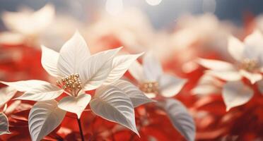 ai généré une or Contexte avec blanc poinsettia fleurs photo