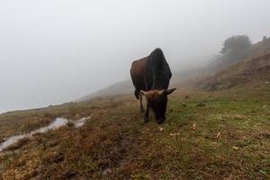 tôt le matin, bétail sur la prairie flétrie et jaune dans le brouillard photo