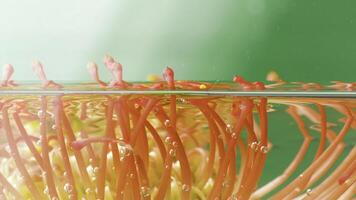 leucospermum fleur sur une vert Contexte mis dans transparent l'eau. Stock images. beauté de la nature. photo