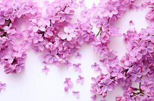 ai généré rose lilas fleurs sur une blanc Contexte photo