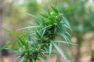 cannabis plante médicinale verte fraîche qui fleurit sur fond flou, plante de marijuana avec des fleurs précoces, feuilles de sativa photo